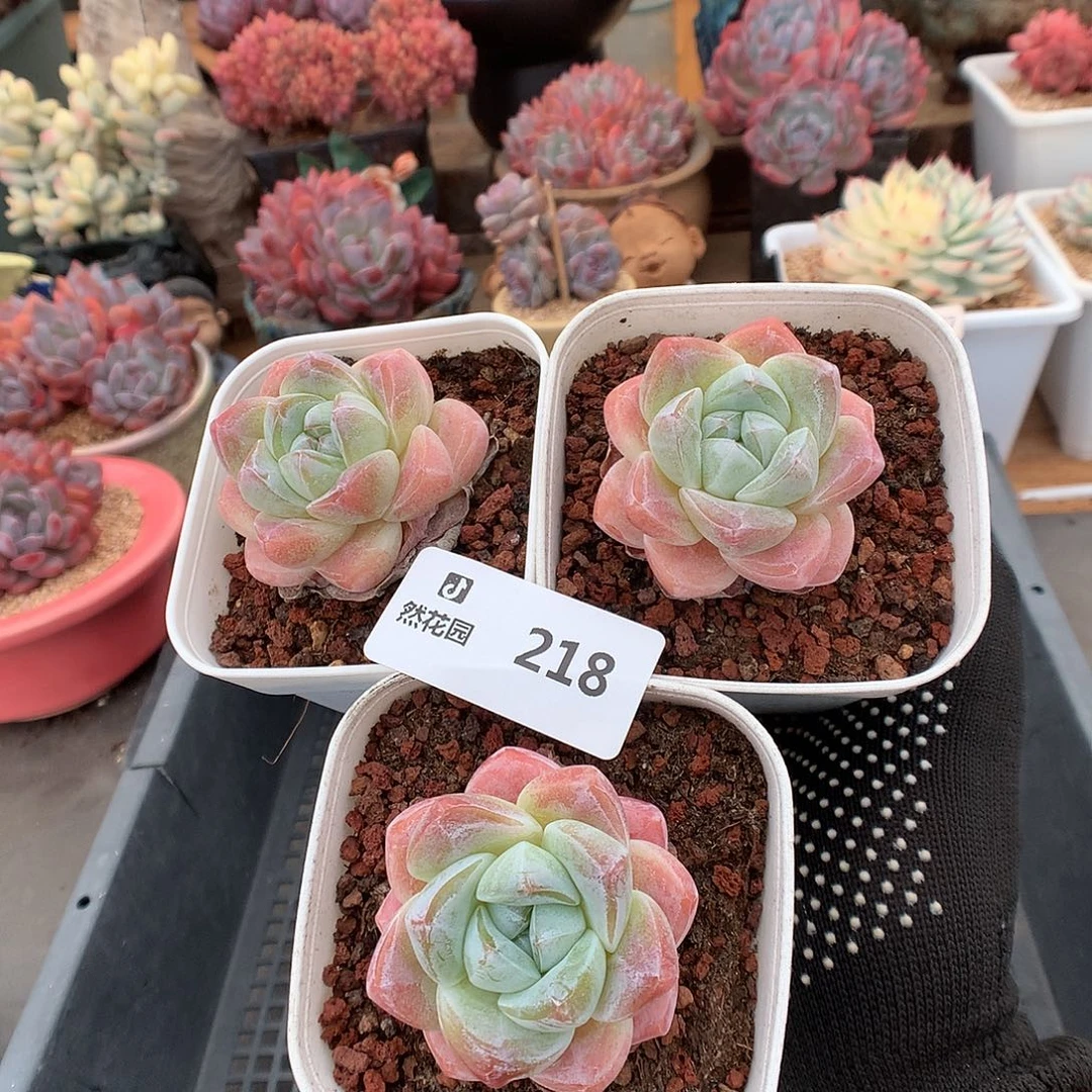 218冰玉多肉植物66666