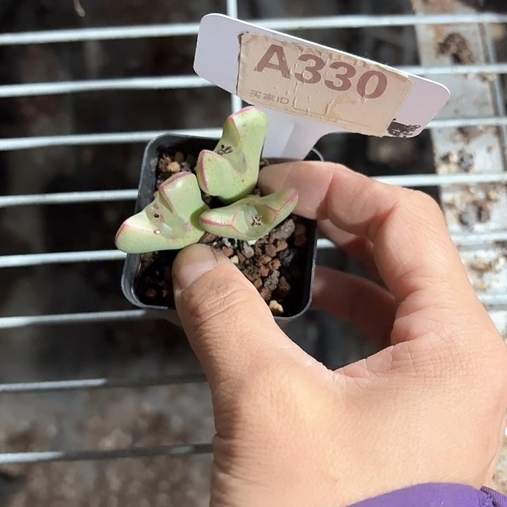 亚*呀cv xc bv v 330