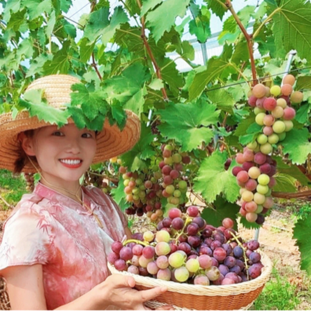 农家老款葡萄、酸甜可口易脱皮3斤哦‼️