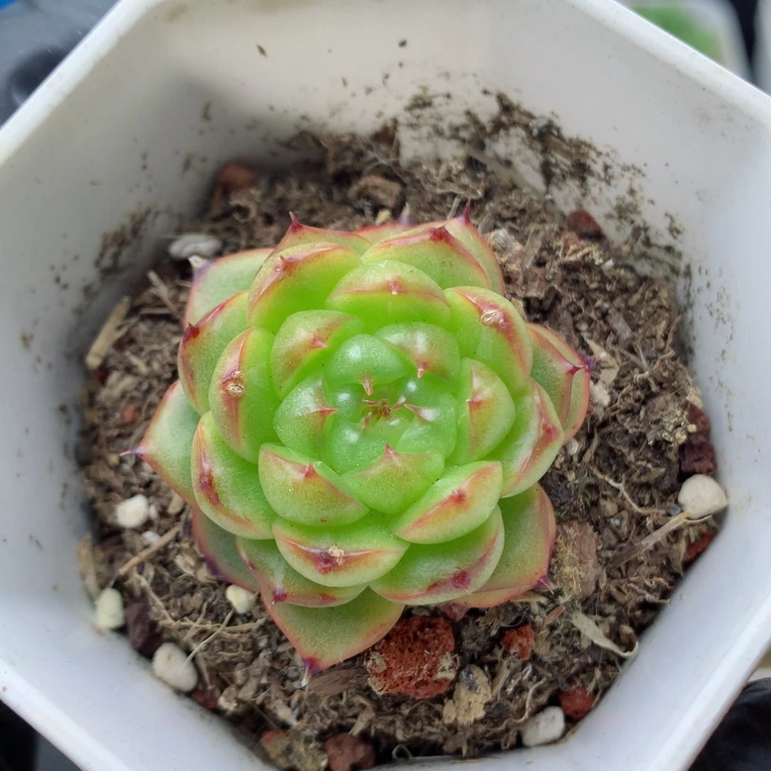 58包邮  群生不包整麦秆优选22