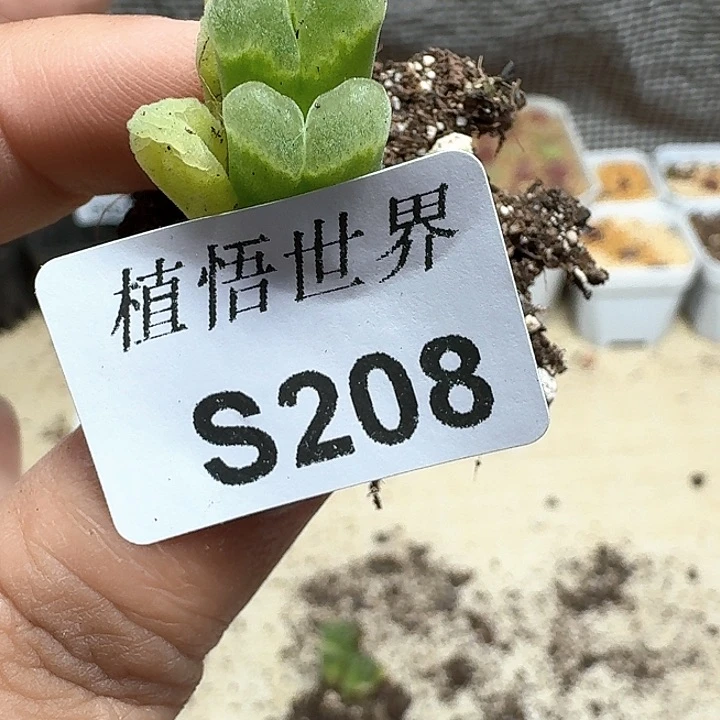 208）号多肉植物哇f g