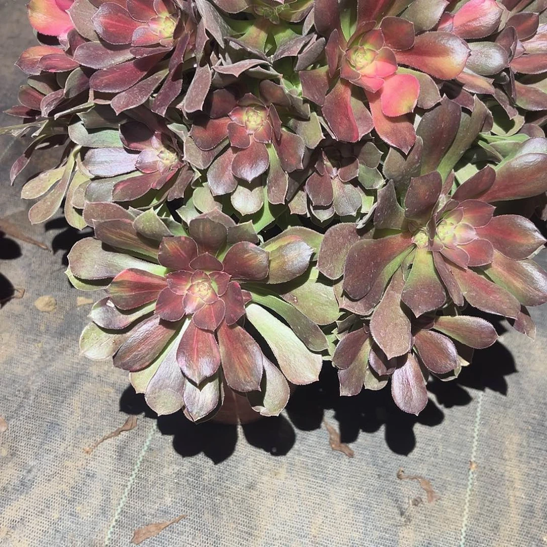 少休七彩多肉法师046