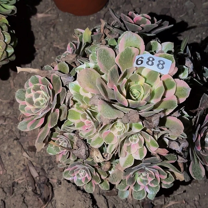 688女妖多肉植物不售后