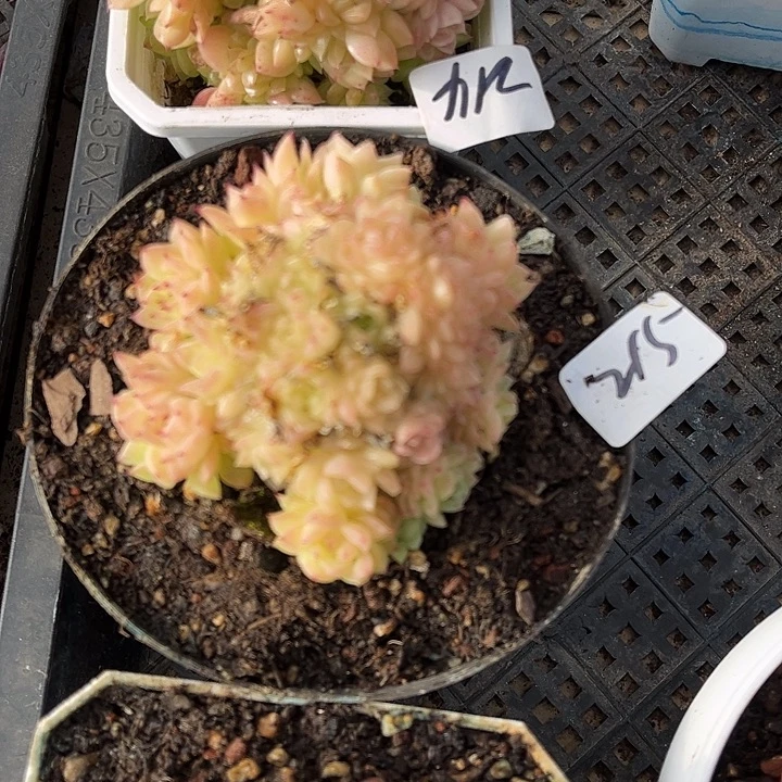 麦秆群生，一物一拍