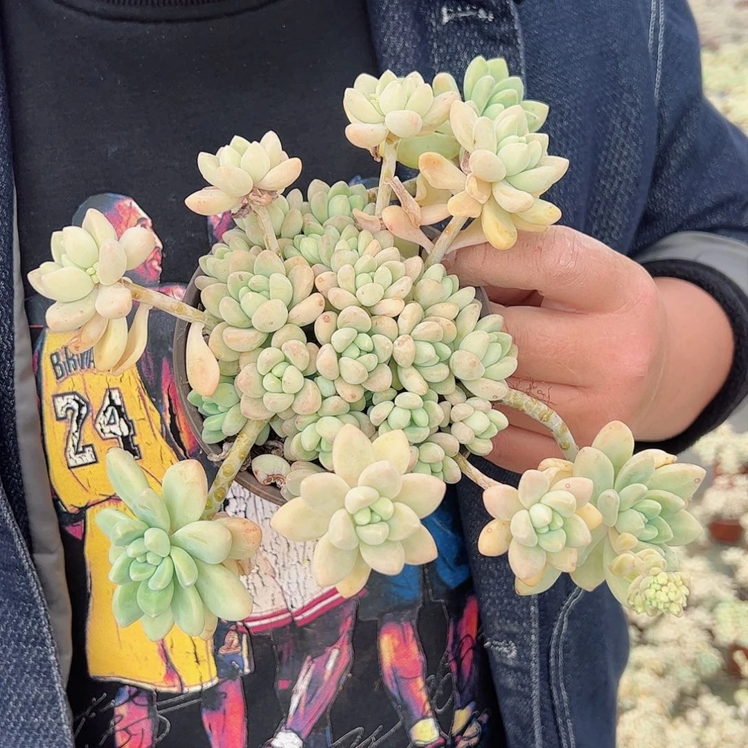 奶酪蛋糕一盆120杯多肉植物