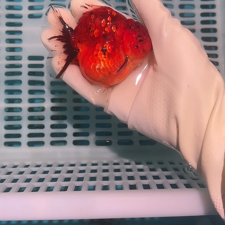 金鱼包邮1551845755