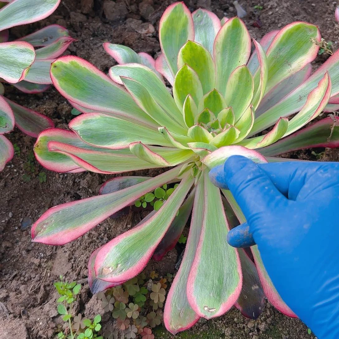 无毒锦多肉植物带崽