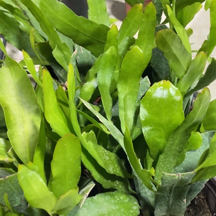 完全开放小叶昙花带盆