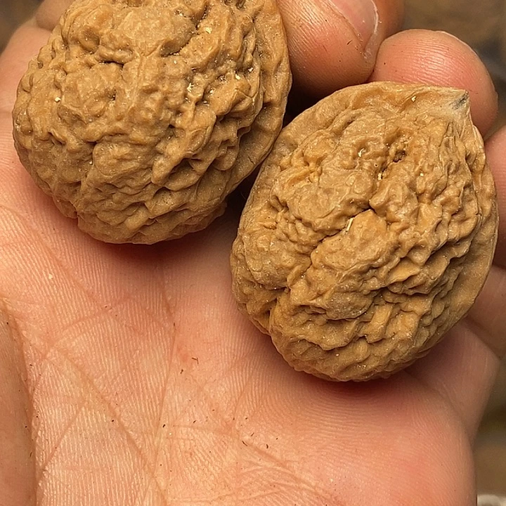 把件文玩核桃云南铁核桃95