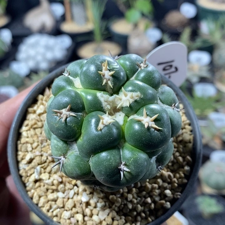 白刺獠牙1072号5.3cm