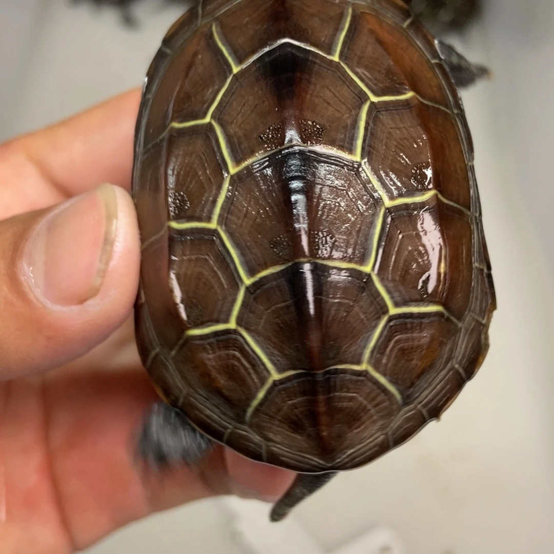 中华草龟公母搭配