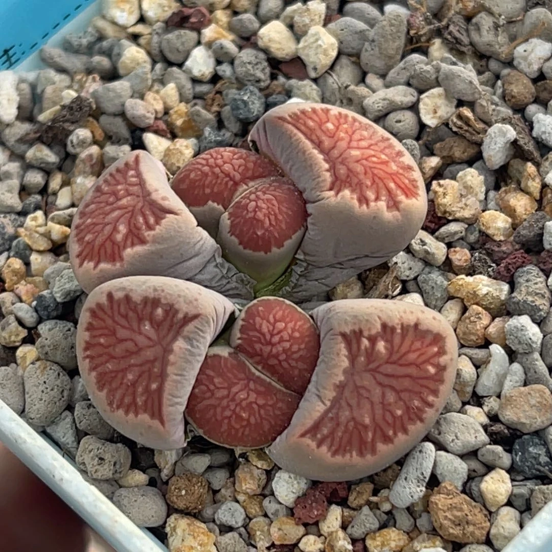 6963双头红窗菊一颗