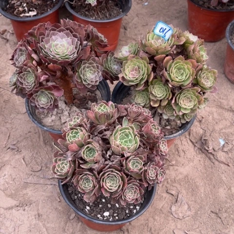 016多肉植物组合，
