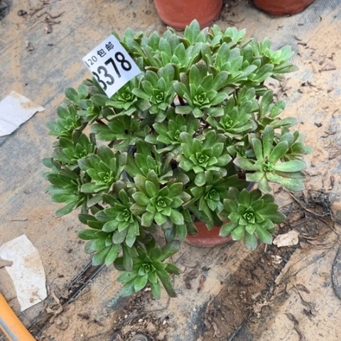 378绿茶不包断枝