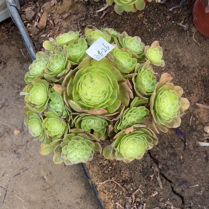 用***87-18-26雨荷二代寄养