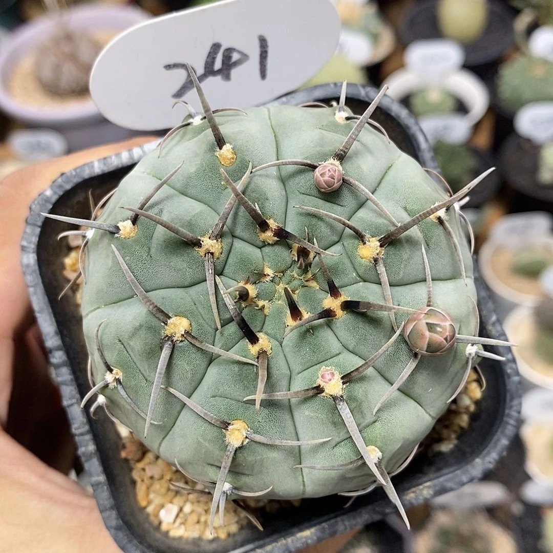 实生三本刺241号7.3cm