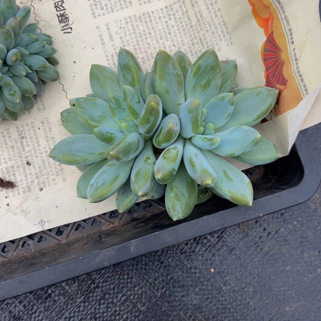 果****双头哥特多肉植物