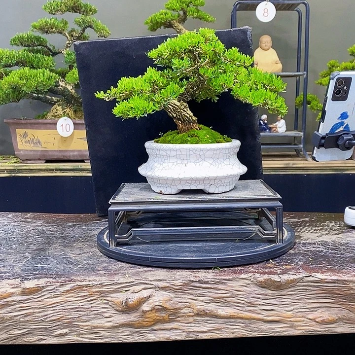 无花朵黄杨盆景四季常青