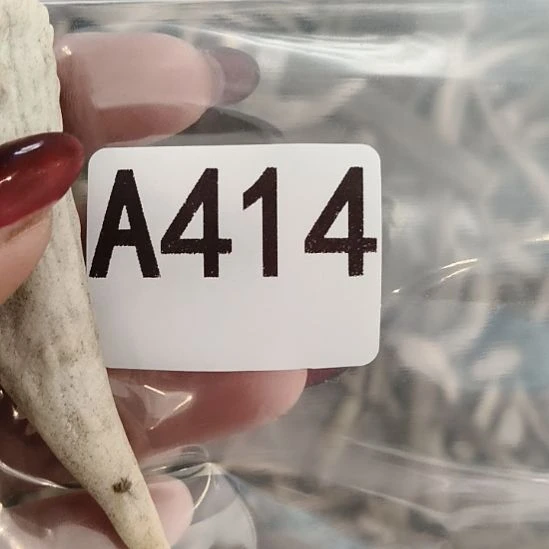 半***犬鹿角鹿角鹿角鹿角鹿角