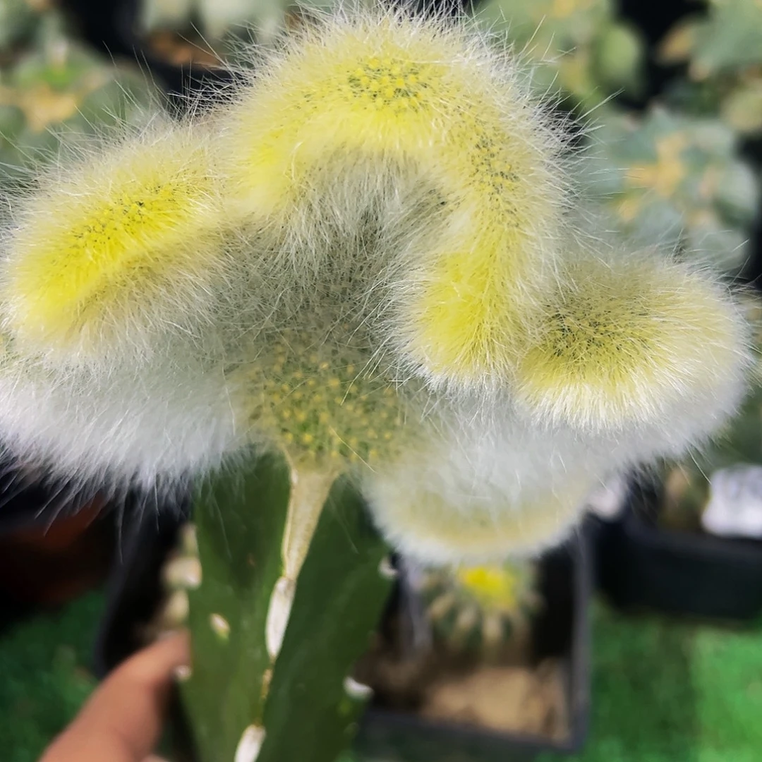 无花朵福利九尾狐缀化506