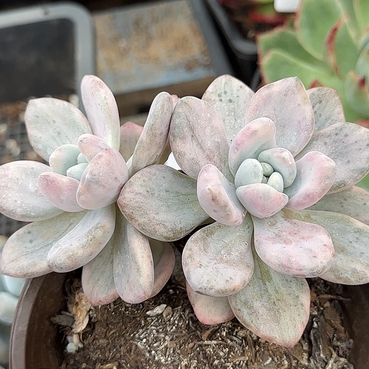 奥普锦惊鸿一物一拍包装收缩花旱
