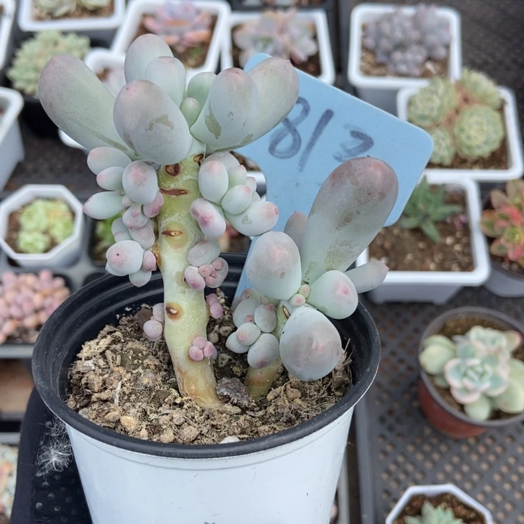 1813米可奶多肉植物保护