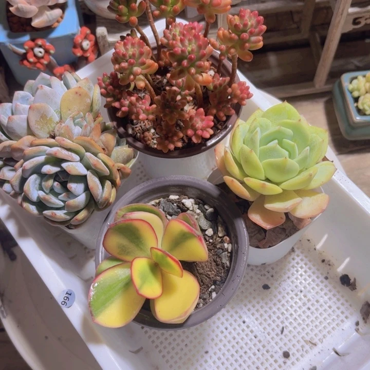 框拍一物一拍编号166