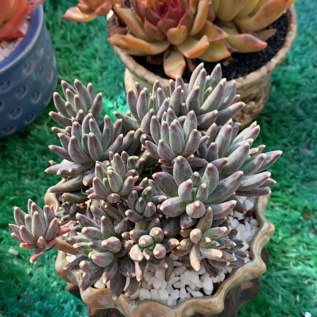 乌拉克拉多肉植物盆栽