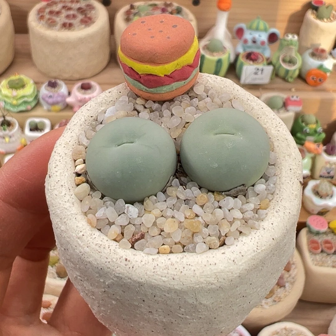 多肉植物29号鸽子蛋