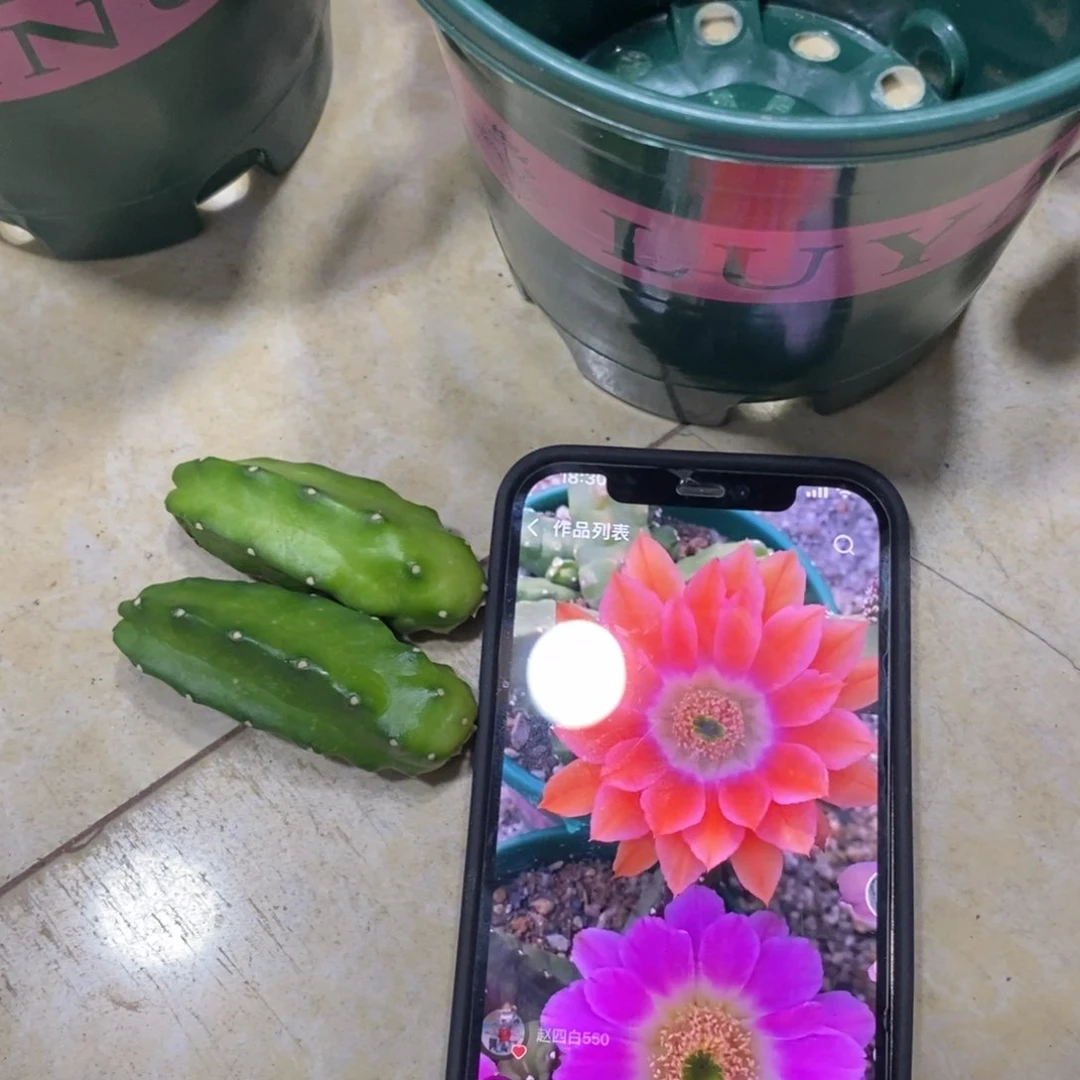 新品水仙情郎A3侧芽一个