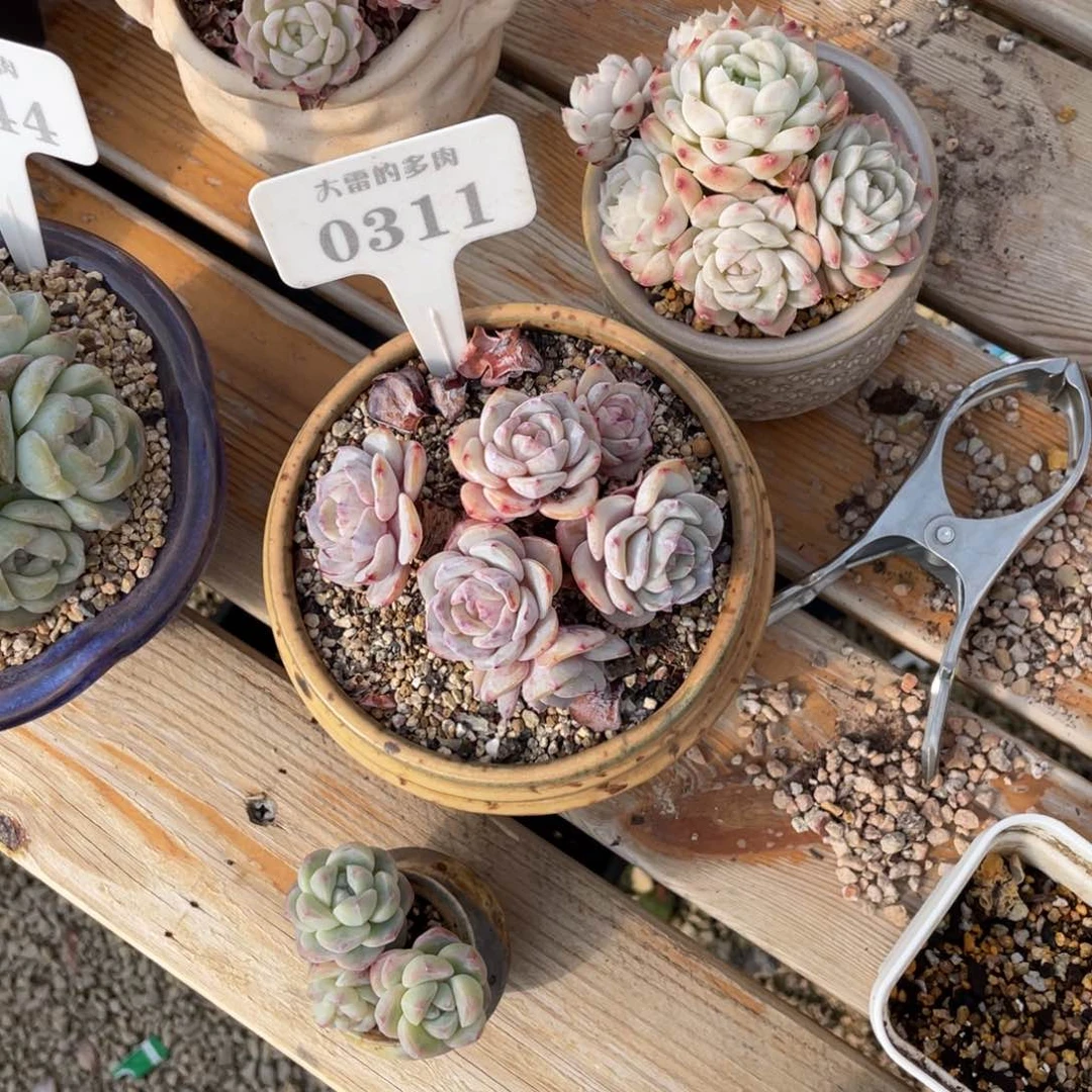 饼**哥0311勃朗峰不带盆啦啦啦啦