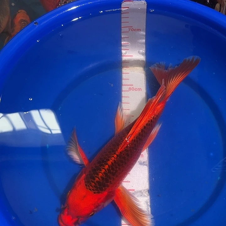 蝴蝶鲤冷水观赏鱼