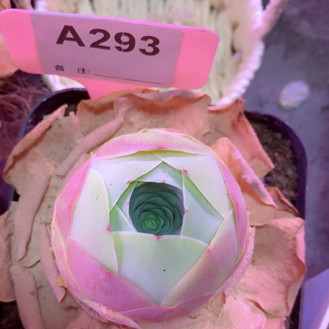 山地玫瑰下播福利一物一拍293粉黛