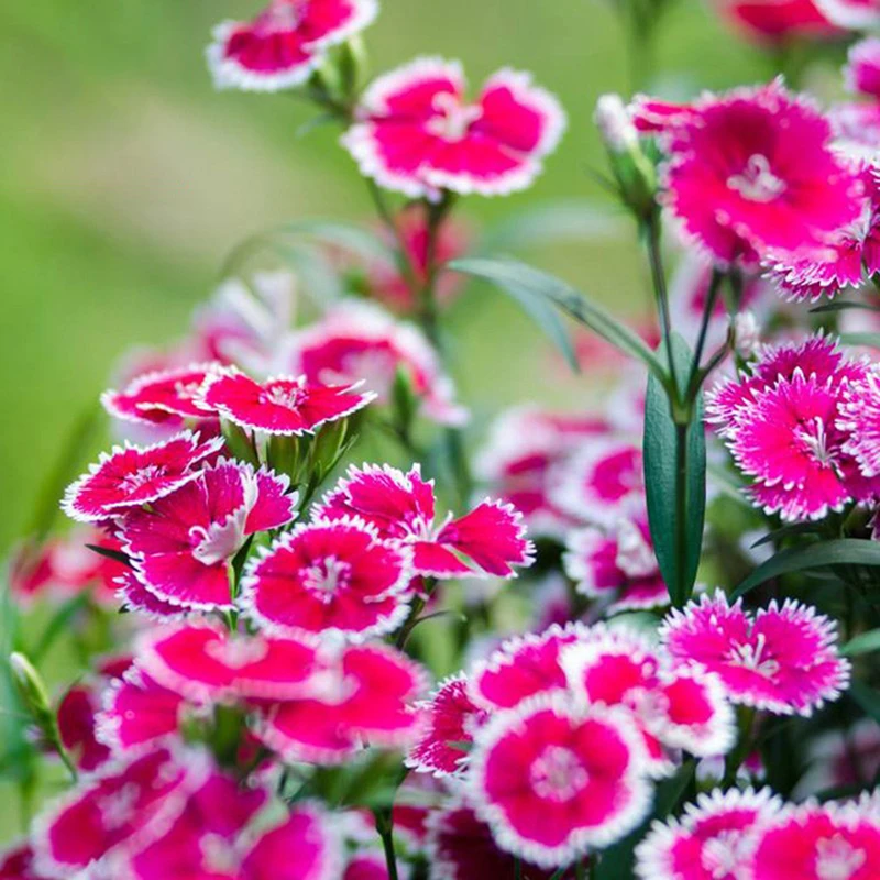 美国石竹庭院景观耐热耐寒花期超长阳台开花植物