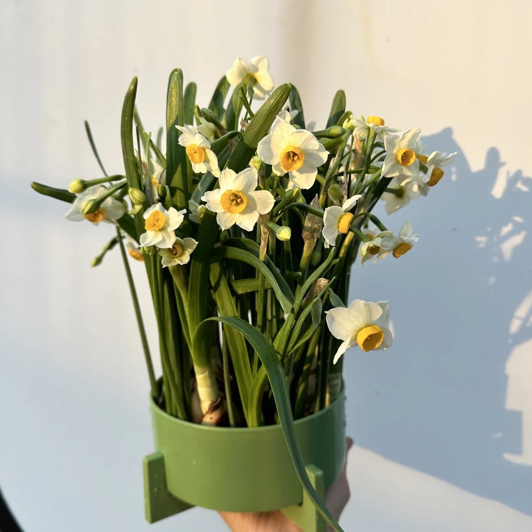 (新粉福利➕送盆）漳州水仙花花王八字切带盆带花发货