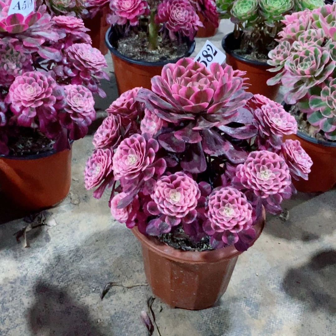 妮***店嫩桩红铜白582多肉法师