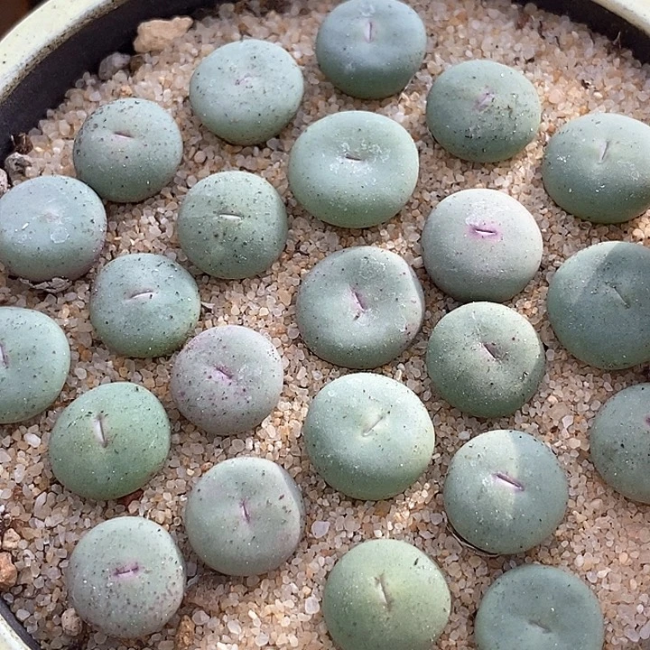 大型小红嘴一颗