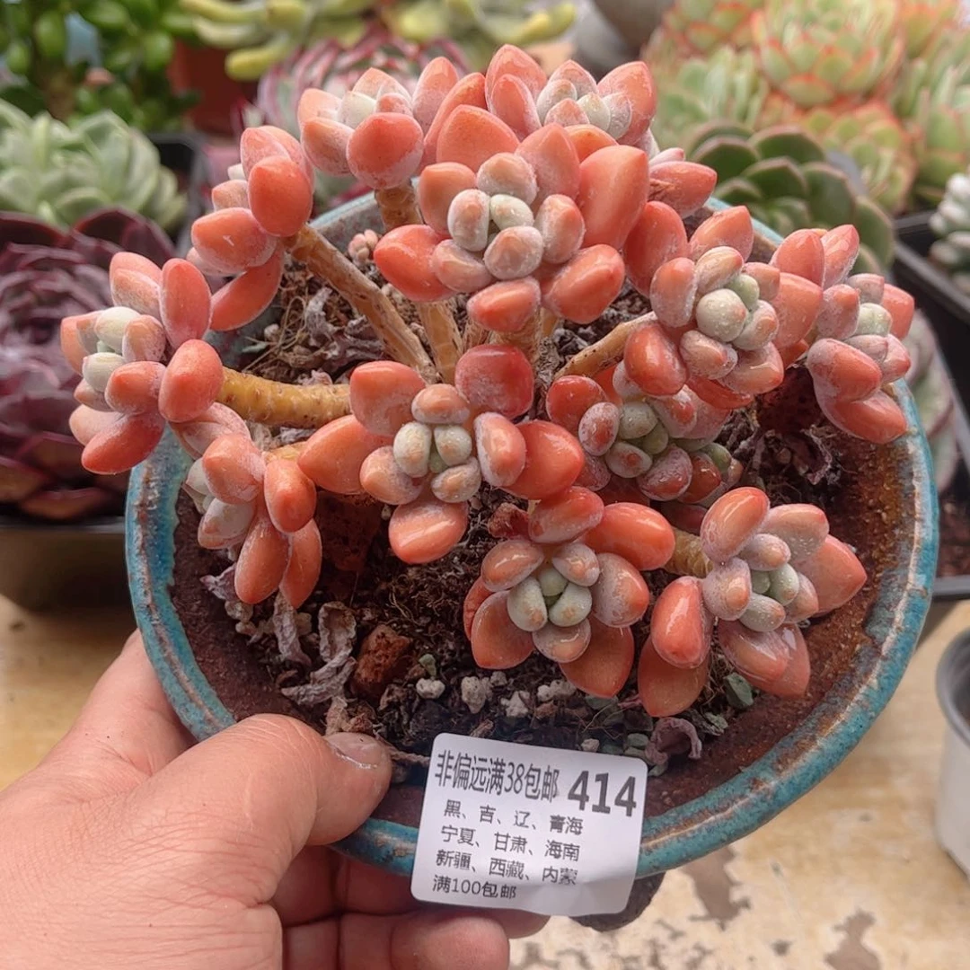 414洛神德华多肉