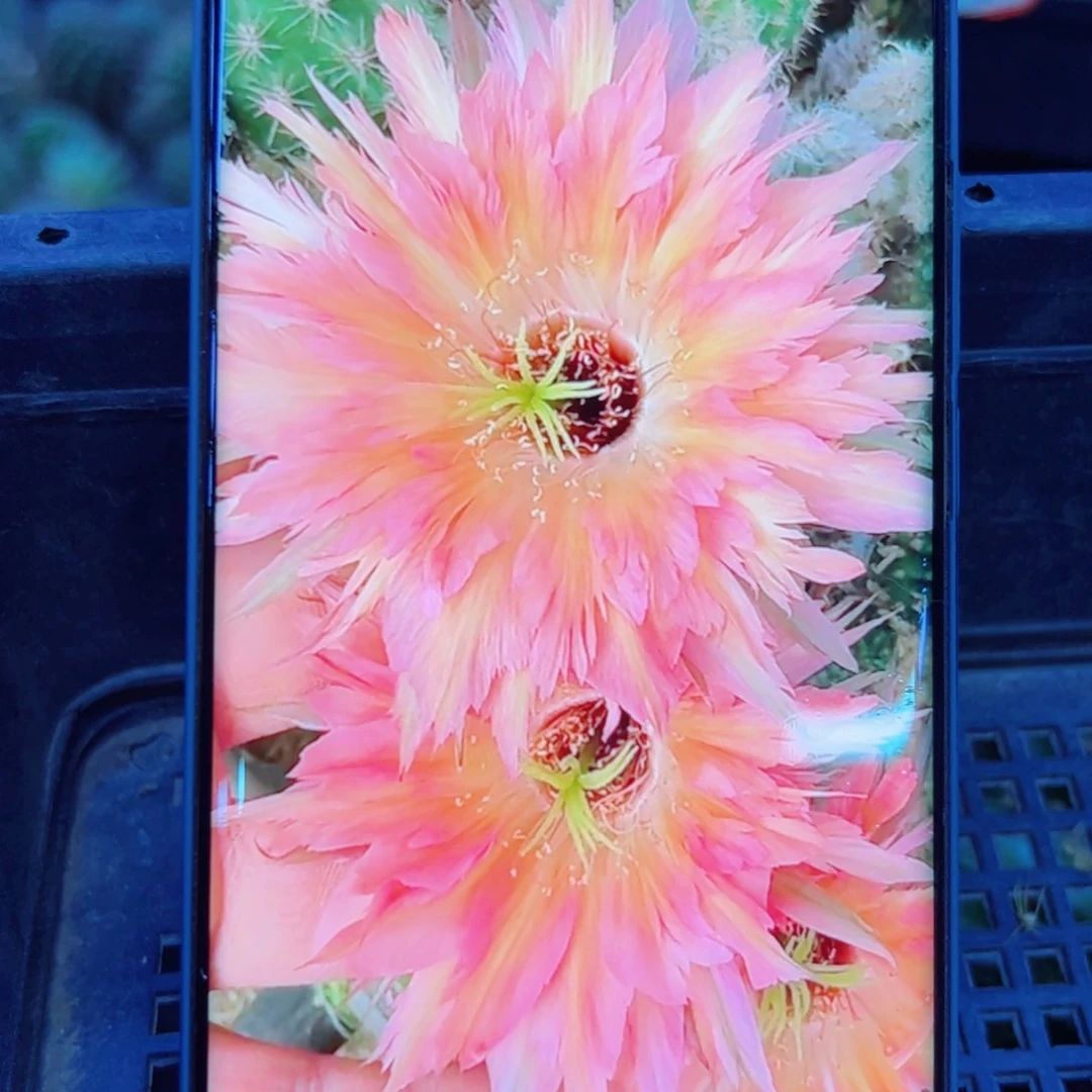 下89彩草77斑点歪无根侧芽4公分左右20包邮