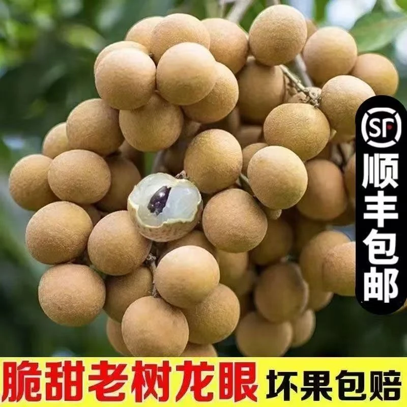 【顺丰冷链】 广东龙眼新鲜石硖鲜果当季新鲜爆甜龙眼一整箱批发