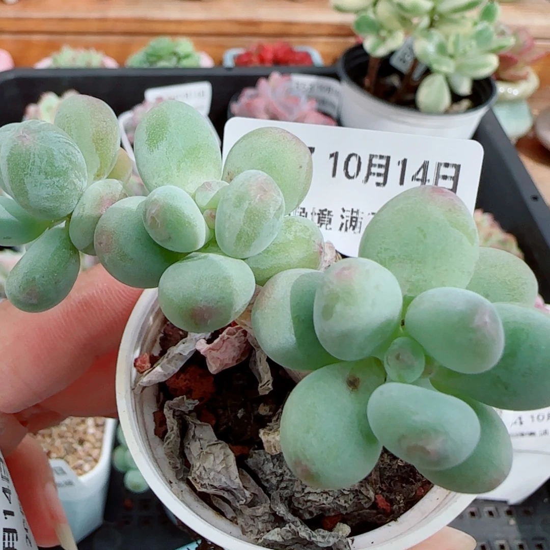 洛***颜花语逸镜1014-367