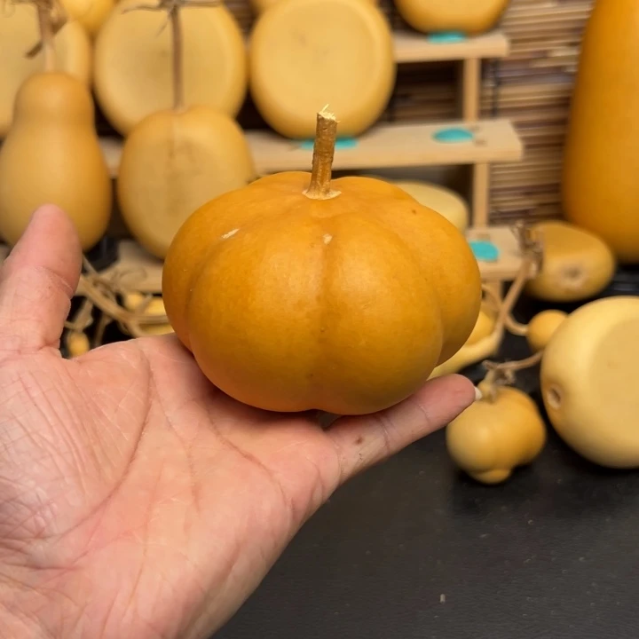 飞*556699666666666999