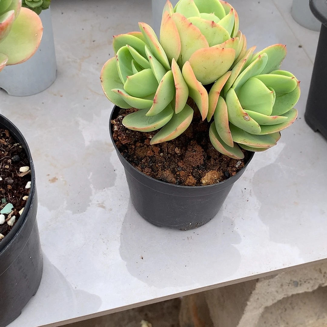 雨**霰碧桃多肉植物一颗