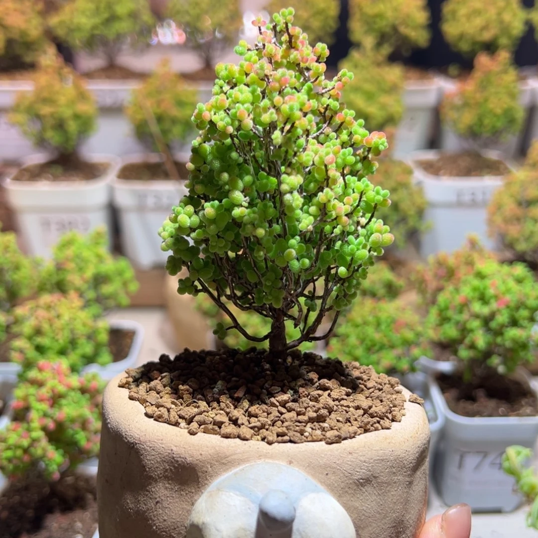 手工盆4蜜橘带盆土发货一物一拍
