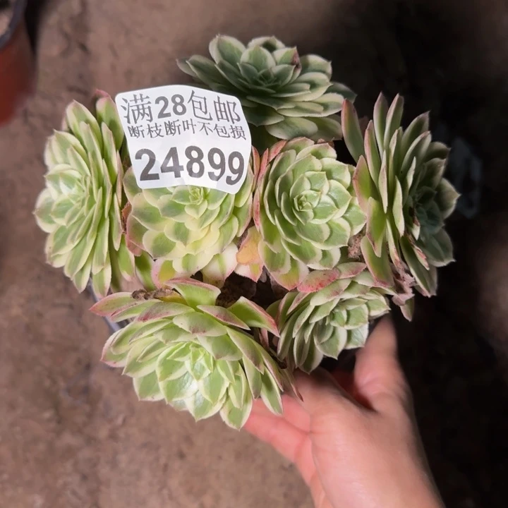 24899南海王多肉植物