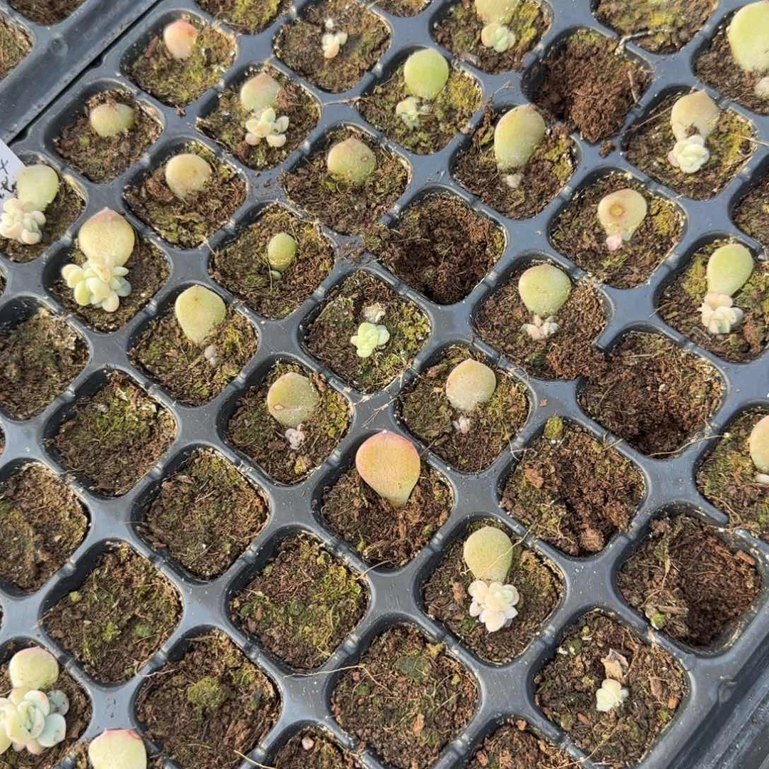 H64 穴一个满25包邮