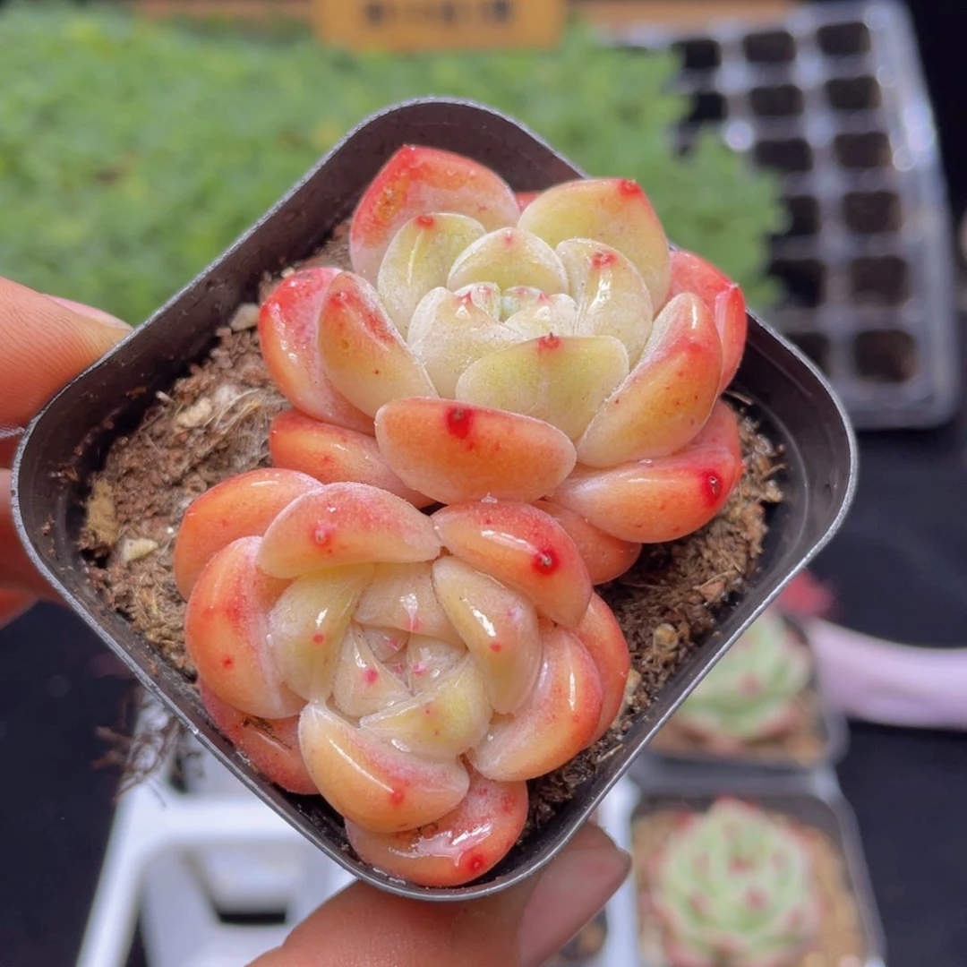 厚梦多肉9.9包邮