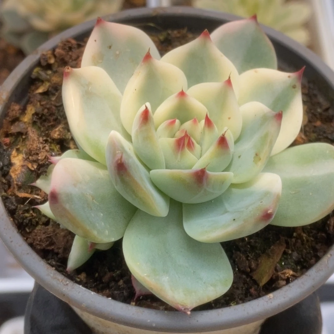 553锦锦锦锦锦锦锦