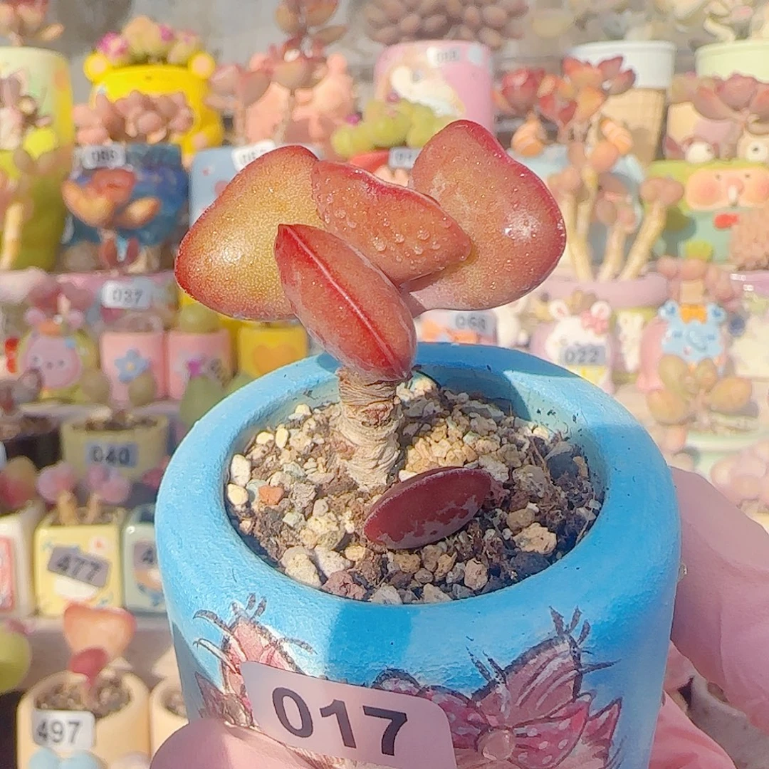 L 爱心水泡 盆口4cm