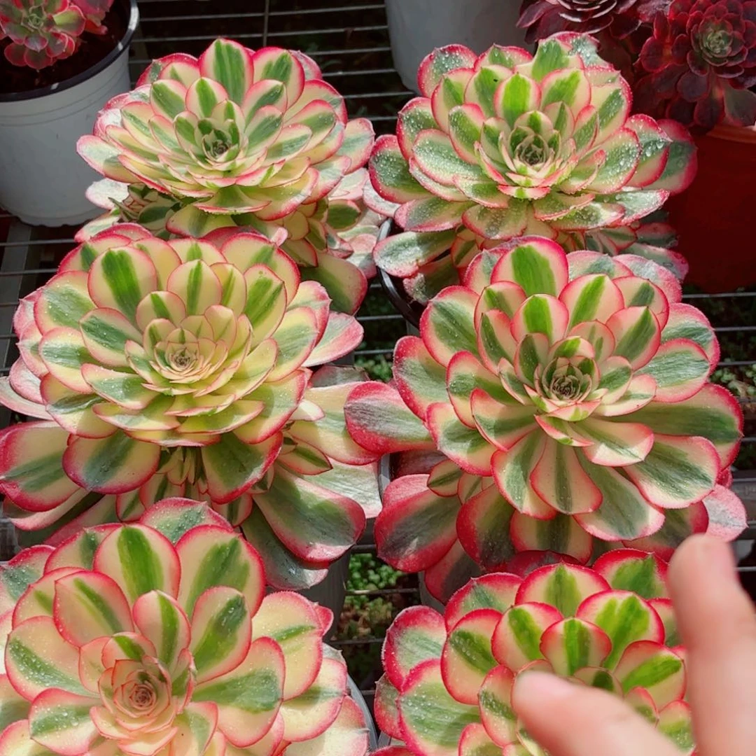 模特二代荔枝量拍多肉法师一个